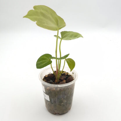 Anthurium forgetii x #0833