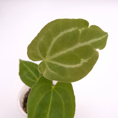 Anthurium forgetii x #0833