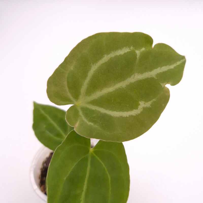 Anthurium forgetii x #0833
