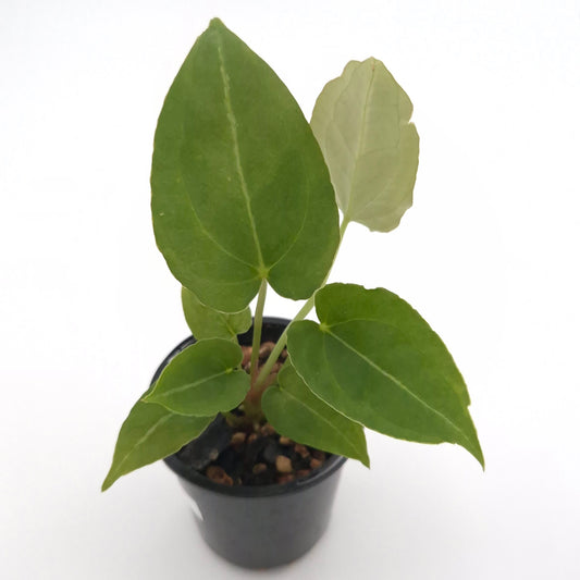 Anthurium forgetii x #0785