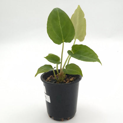 Anthurium forgetii x #0785
