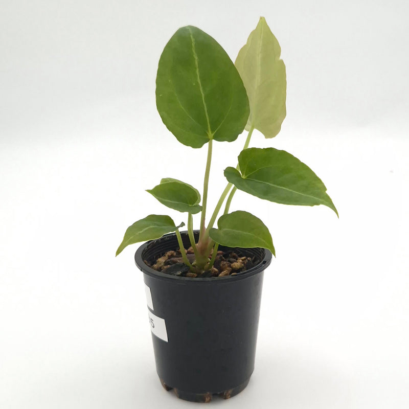 Anthurium forgetii x #0785