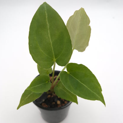 Anthurium forgetii x #0785