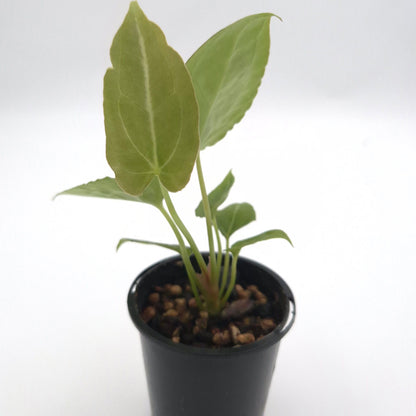 Anthurium forgetii x #0785