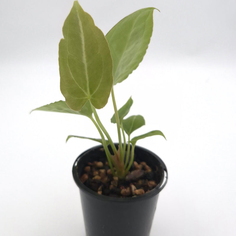 Anthurium forgetii x #0785