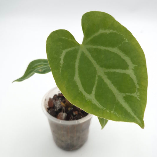 Anthurium forgetii x #0730