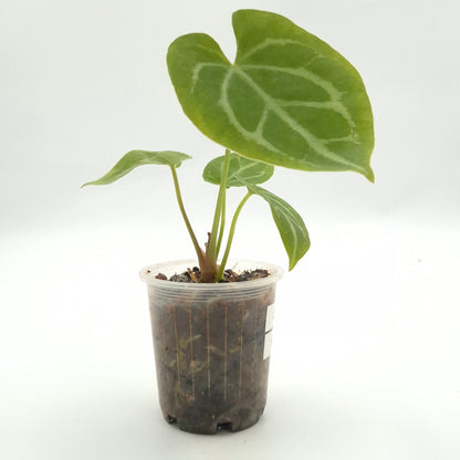 Anthurium forgetii x #0730