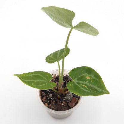 Anthurium forgetii x #0730