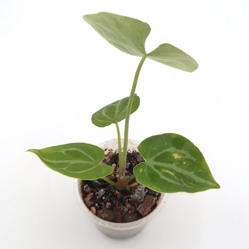 Anthurium forgetii x #0730