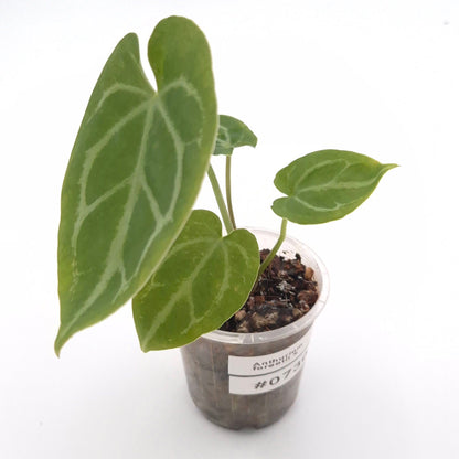 Anthurium forgetii x #0730