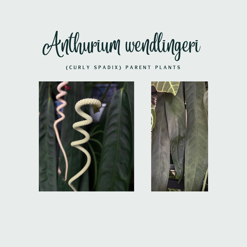 Anthurium wendlingeri (curly spadix) #0754
