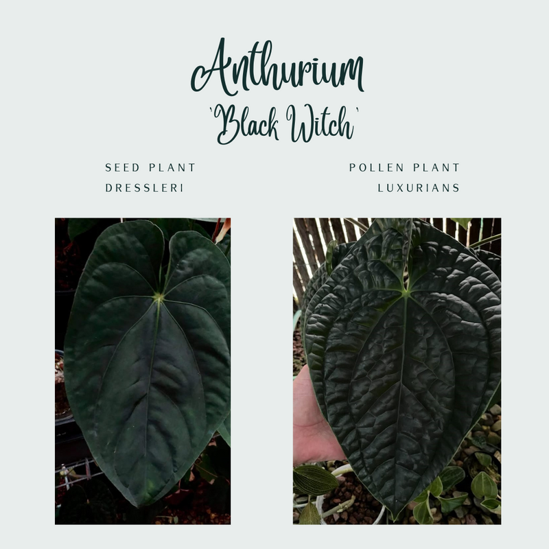 Anthurium 'Black Witch' (dressleri x luxurians) #0776