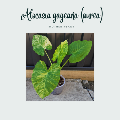Alocasia gageana (aurea) #0770